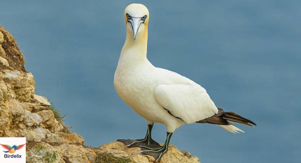 Northern Gannet