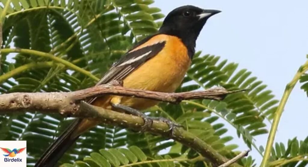 Orchard Oriole