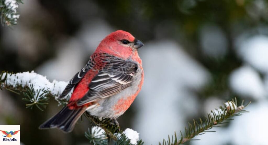 Pine Grosbeak