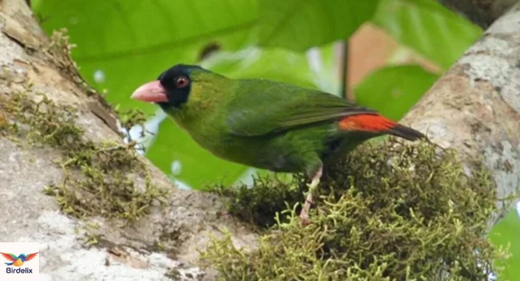 Pink-billed Parrotfinch