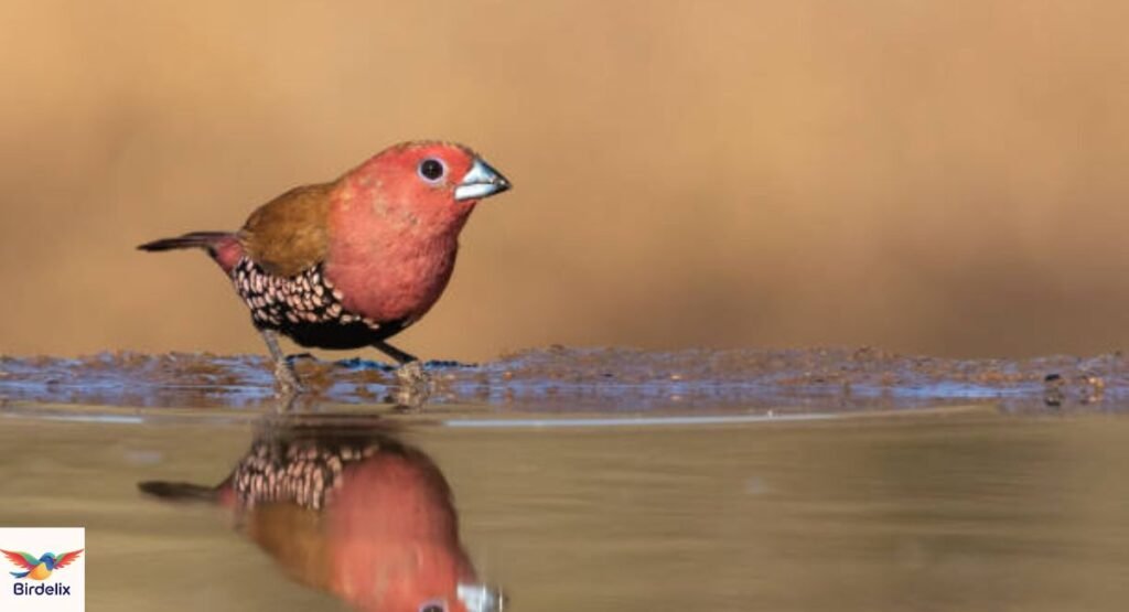  Pink-throated Twinspot