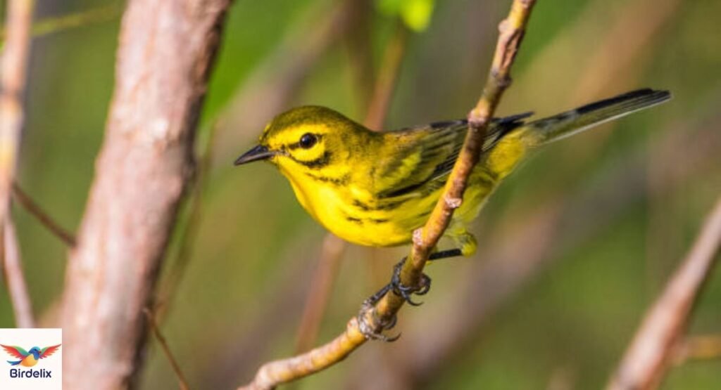Prairie Warbler