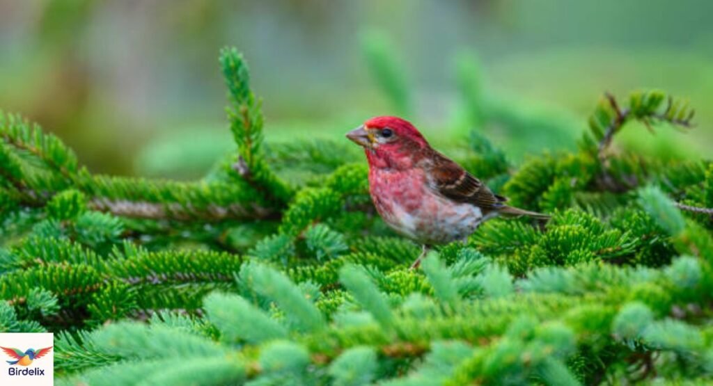 Purple Finch