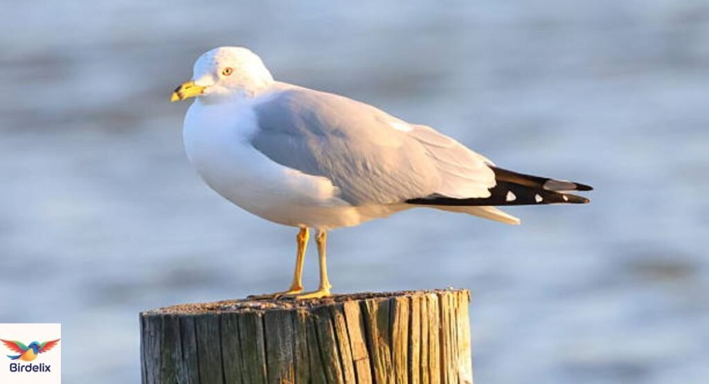  Ring-billed Gull