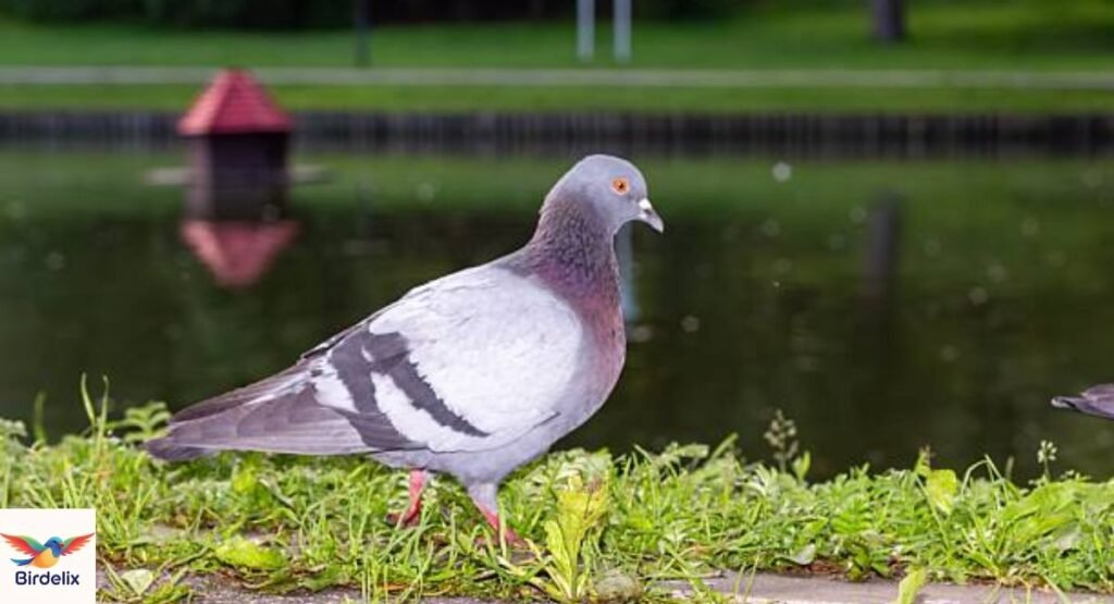 Rock Pigeon