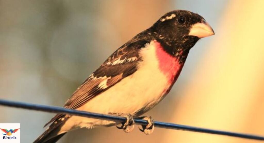 Rose-breasted Grosbeak
