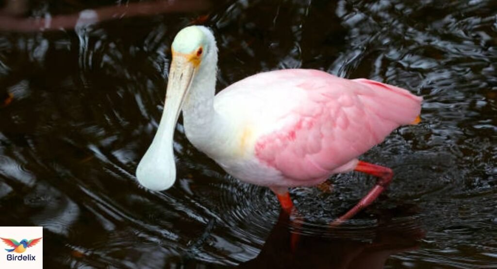 Roseate Spoonbill (Platalea ajaja)