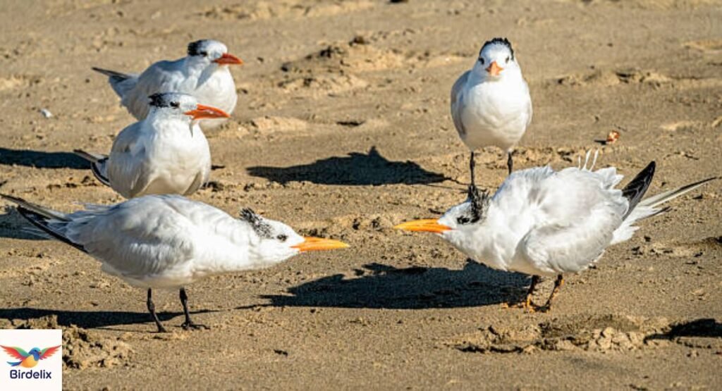 Royal Tern
