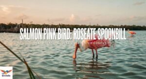 Salmon Pink Bird: Roseate Spoonbill, Identification, Diet & Birdeater Confusion