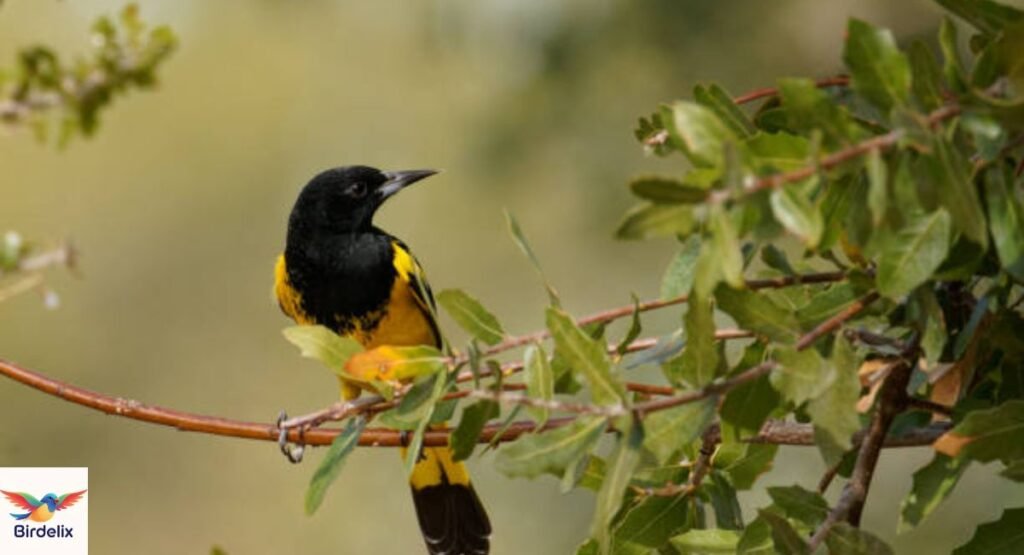 Scott’s Oriole