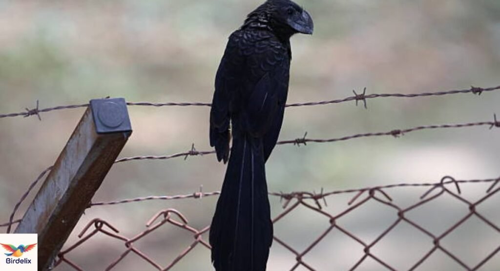 Smooth-billed Ani