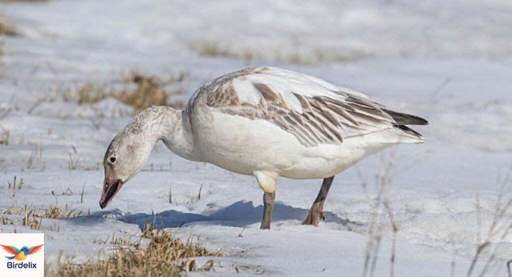 Snow Goose