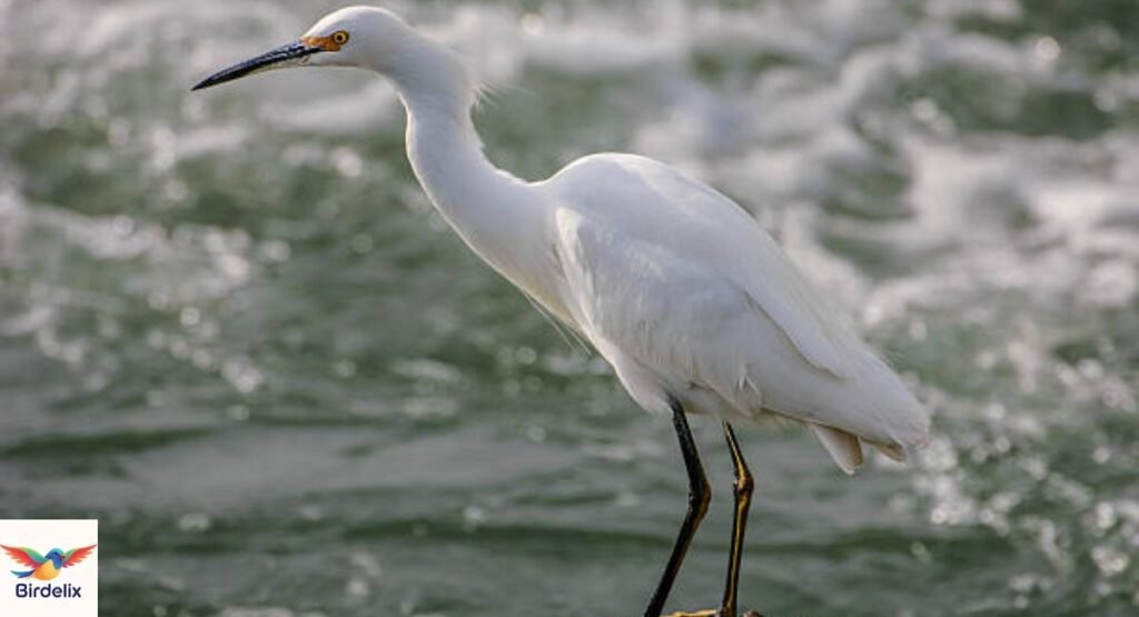 Snowy Egret