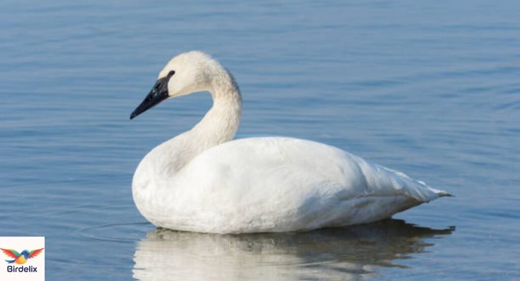 Trumpeter Swan