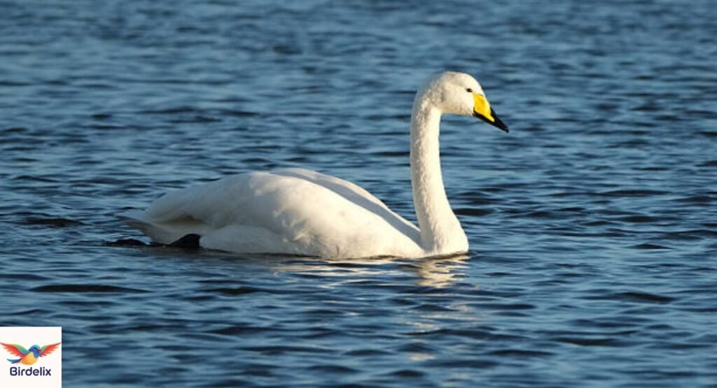 Tundra Swan