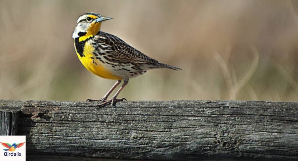 Western Meadowlark