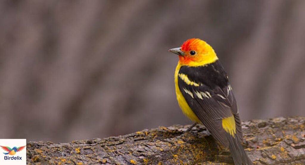 Western Tanager