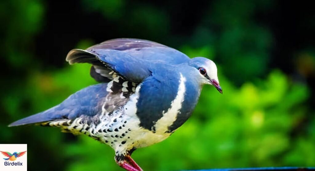 White-Crowned Pigeon