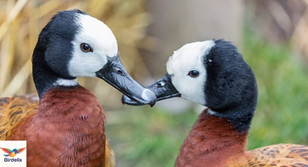 White-Faced Whistling-Duck