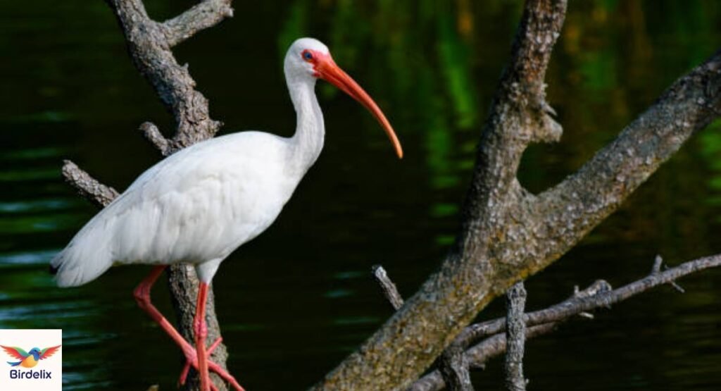 White Ibis