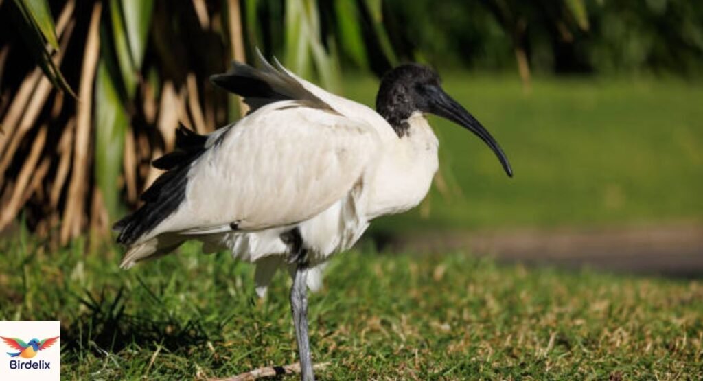 White Ibis Juvenile