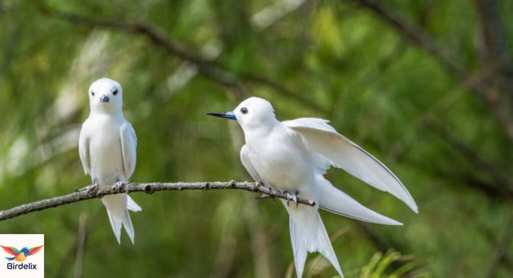  White Tern
