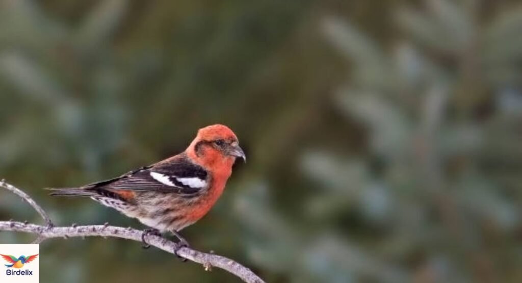 white-winged-crossbill