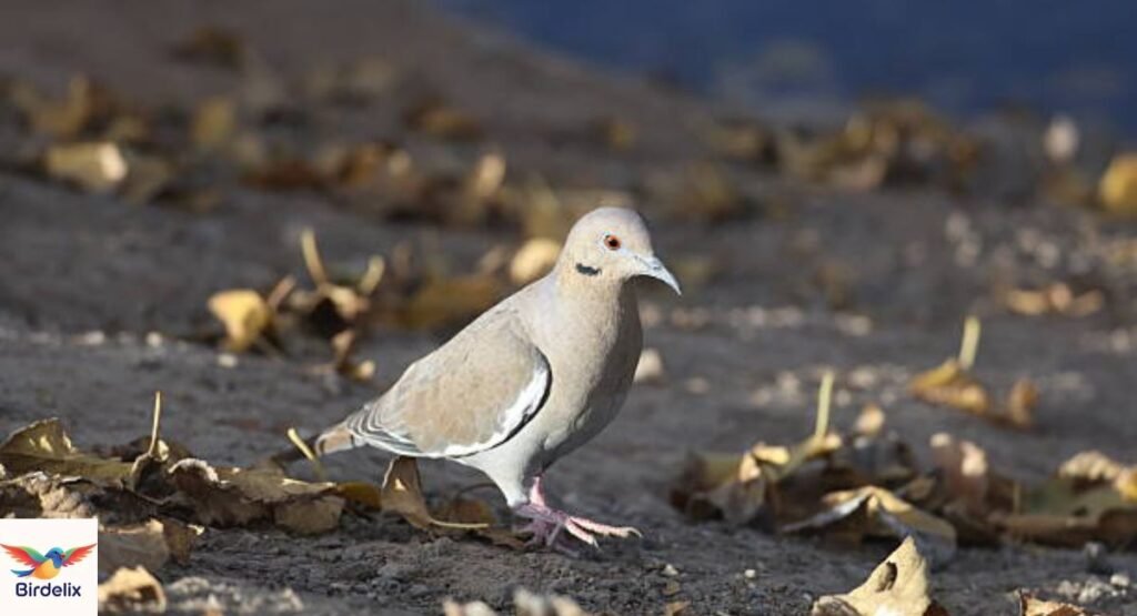 White-winged Dove