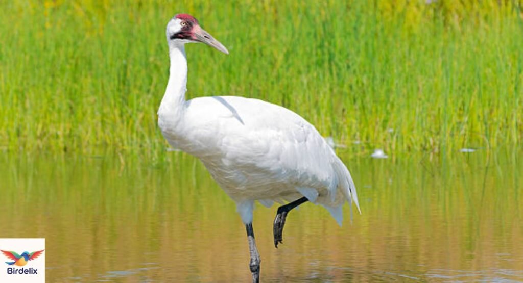 Whooping Crane