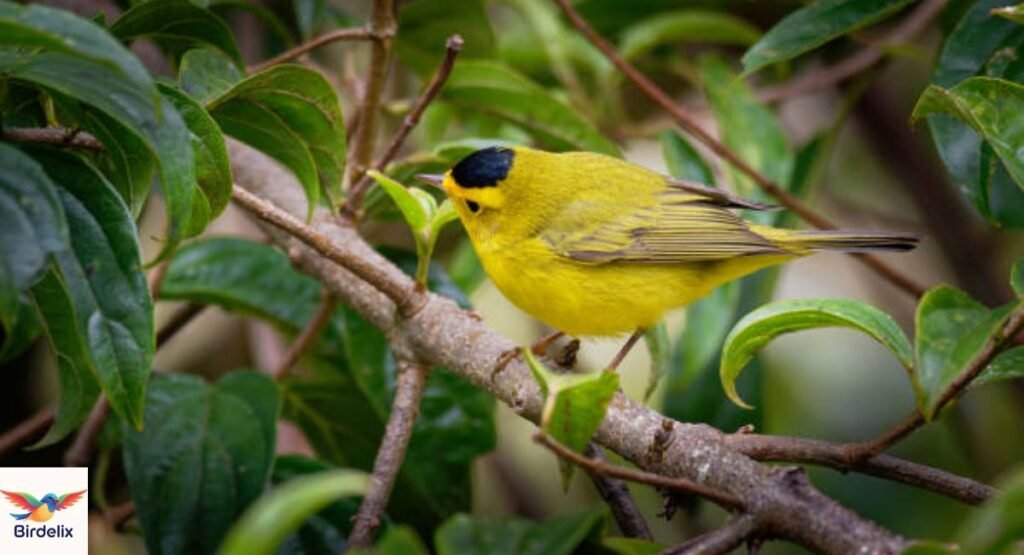 Wilson’s Warbler