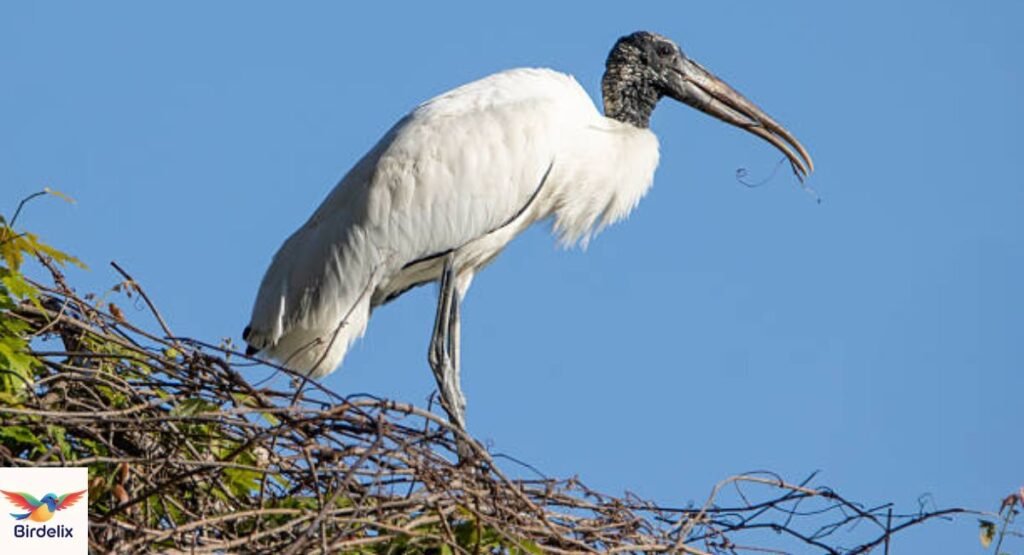 Wood Stork