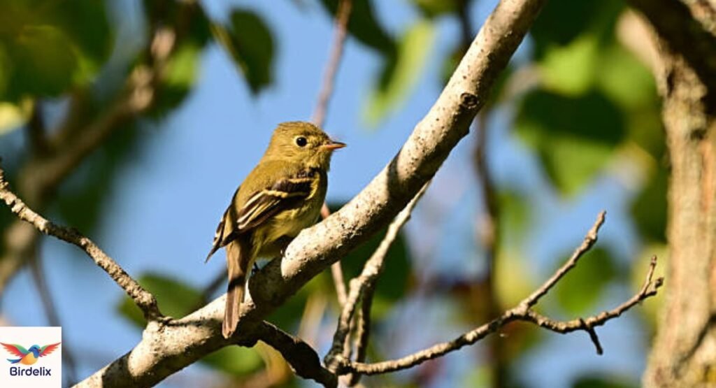 Yellow-Bellied Flycatcher