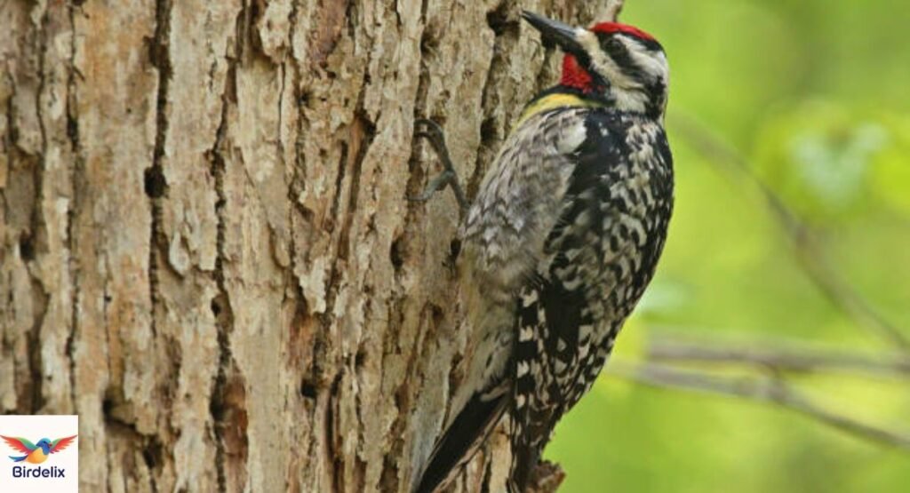 Yellow-Bellied Sapsucker