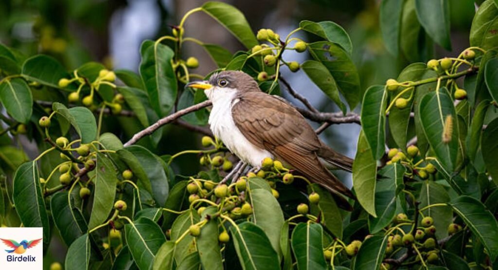 Yellow-Billed Cuckoo