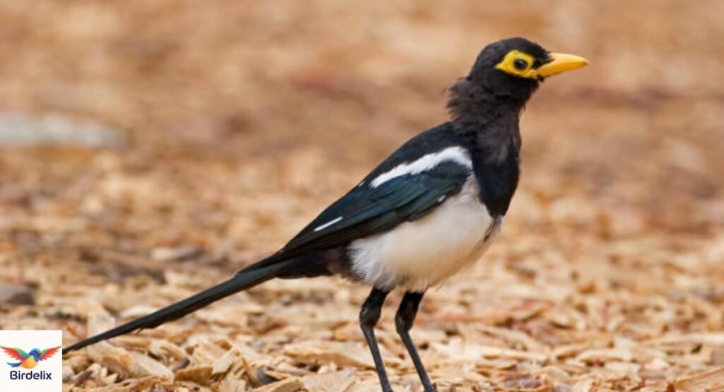  Yellow-Billed Magpie