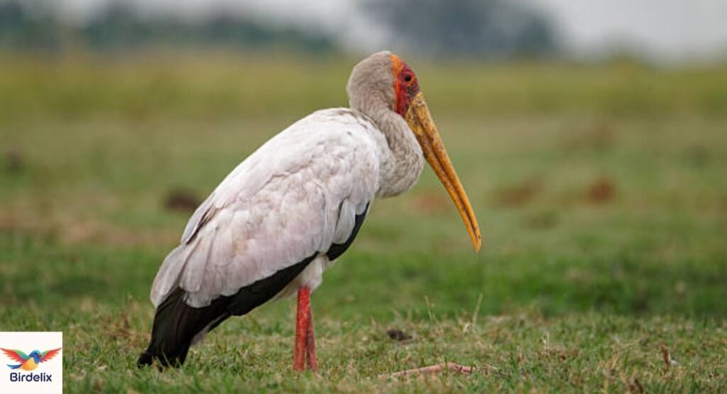 Yellow-Billed Stork