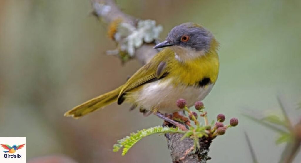Yellow-Breasted Apalis