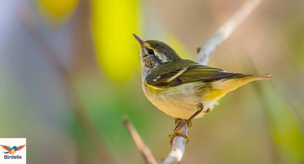 Yellow-Browed Warbler