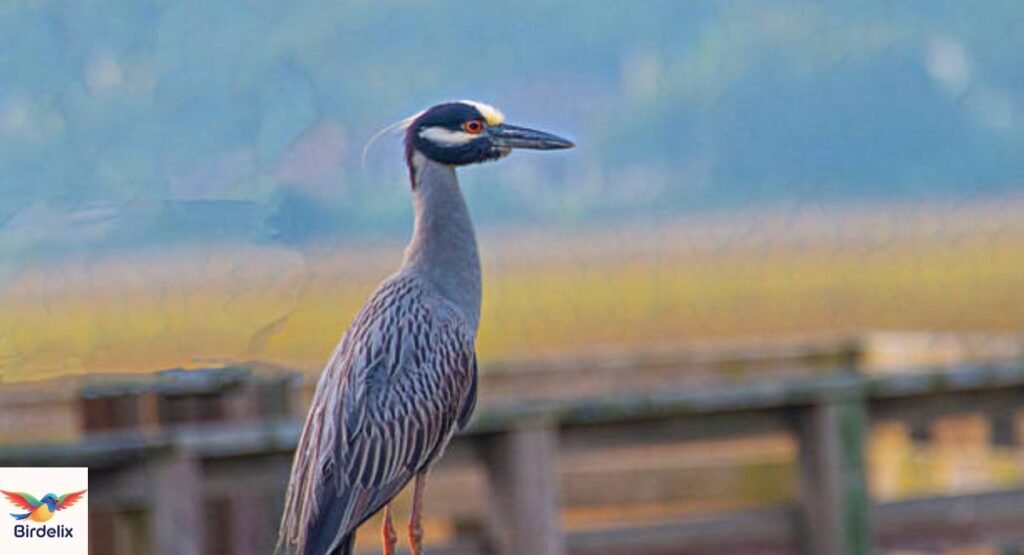 Yellow-Crowned Night Heron