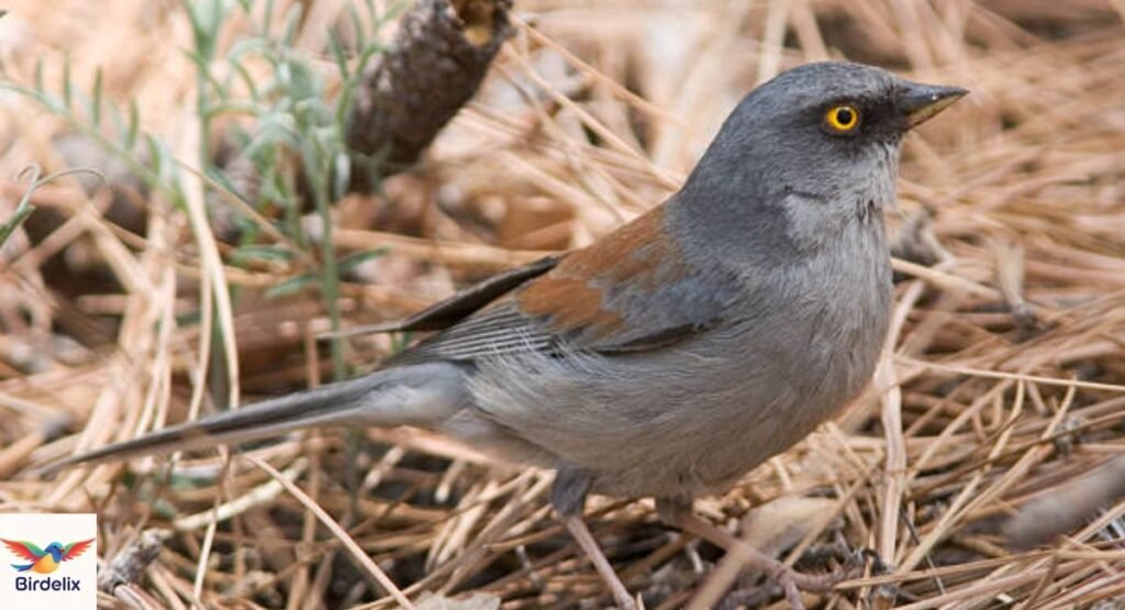 Yellow-Eyed Junco