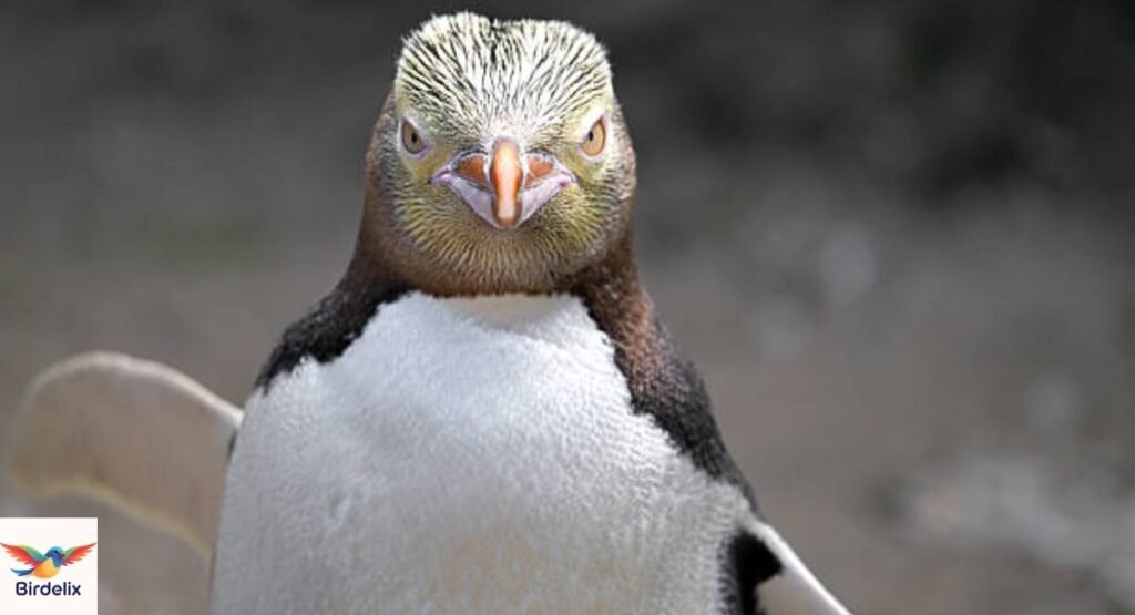 Yellow-Eyed Penguin
