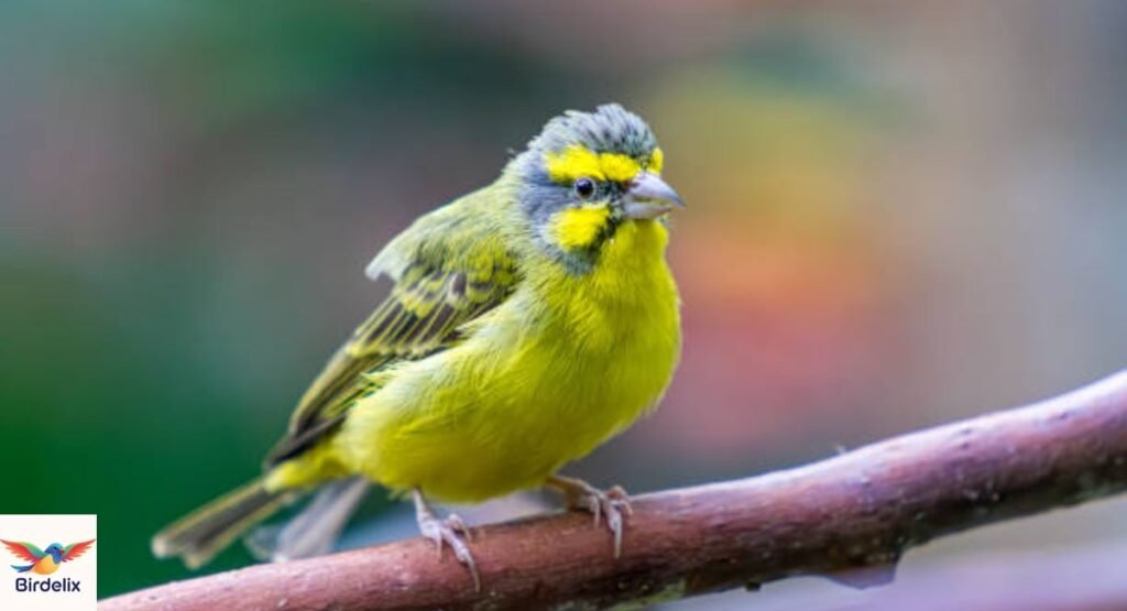Yellow-Fronted Canary