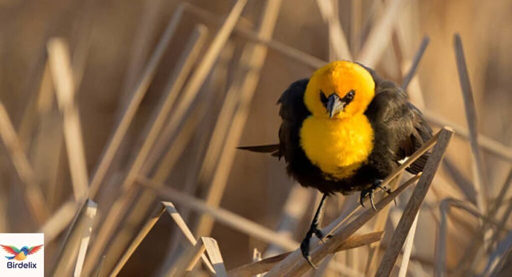 Yellow-Headed Blackbird