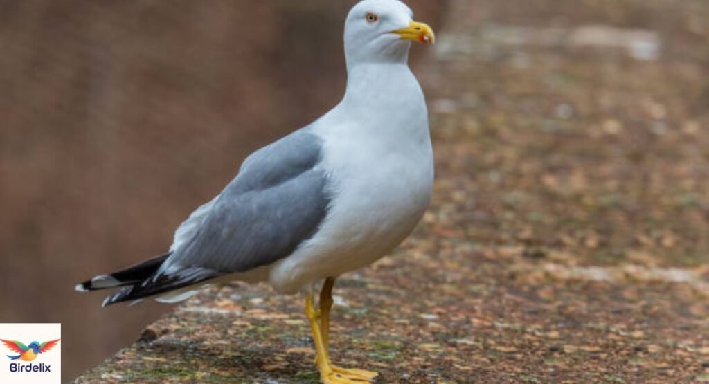 Yellow-Legged Gull