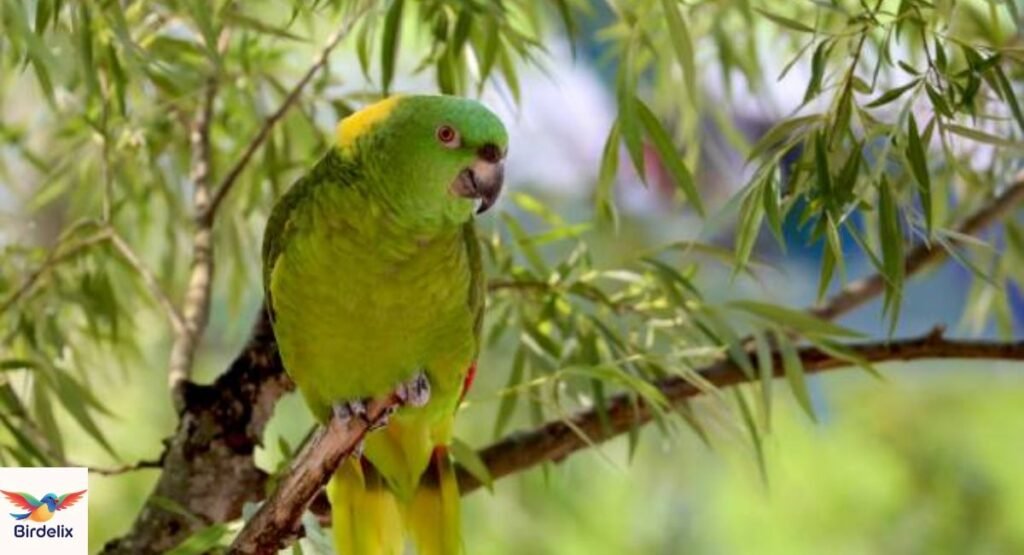 Yellow-Naped Amazon