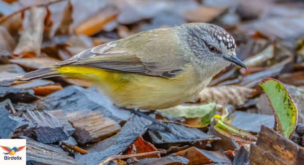 Yellow-Rumped Thornbill