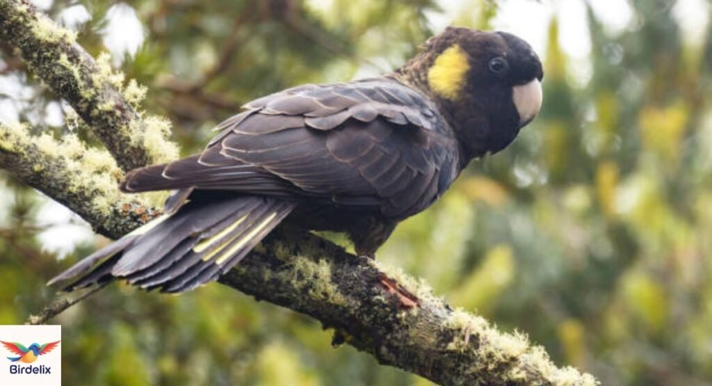 Yellow-Tailed Black Cockatoo