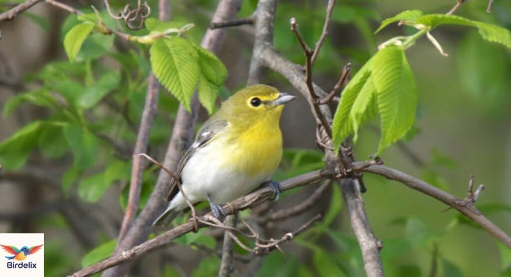Yellow-Throated Vireo