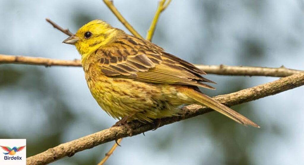 Yellowhammer
