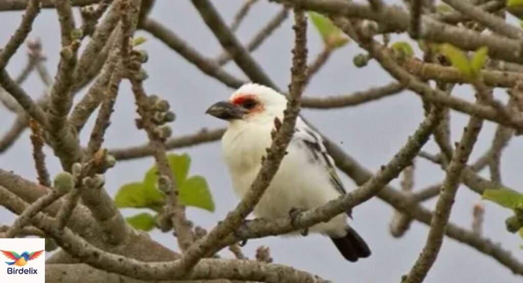 Zambian Barbet